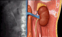 Urologia e Andrologia